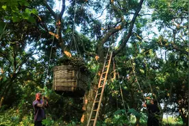 #（经济）四川泸州：采桂圆图片
