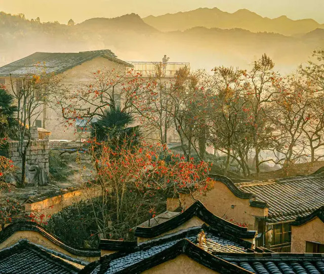 屏南：柿子红了，村子火了