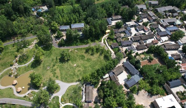 新华全媒＋｜嘉陵江畔千年银杏唤醒古村文旅新篇