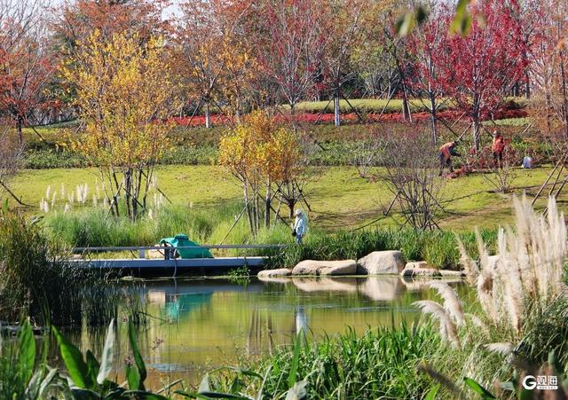 青岛人家门口的“生态园”：一河秋景，满园生机