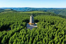 全国生态日丨一方林：塞罕坝上续写绿色奇迹图片
