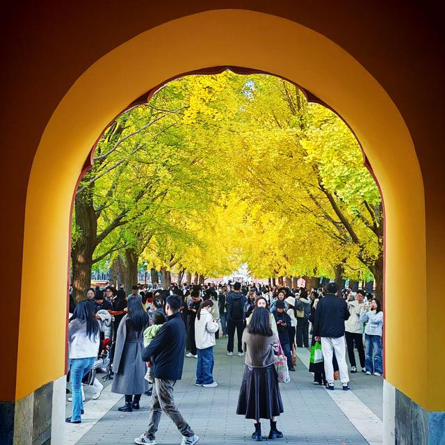 银杏如金！北京秋天真是美极了