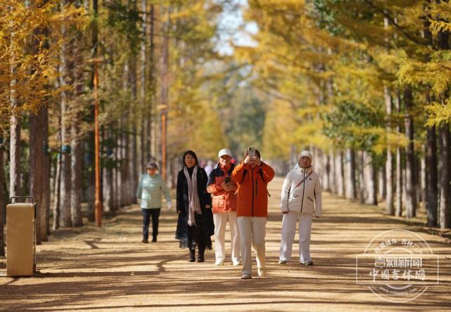 吉镜头丨赏秋必打卡——百木园“黄金大道”