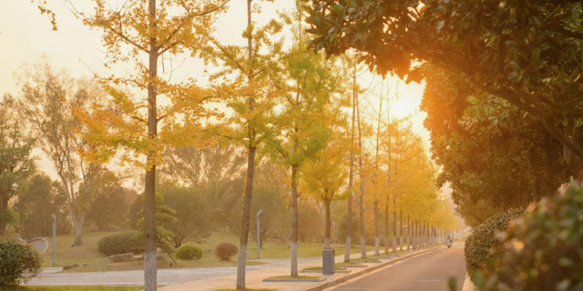 生态科技新城冬日色彩：满城尽染“银杏黄”