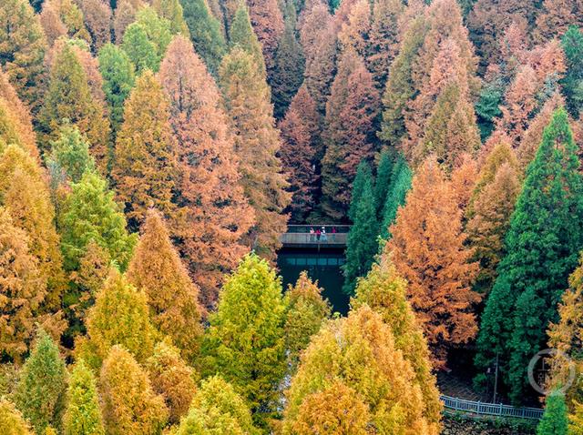 重庆南川：彩林季点燃冬日旅游热