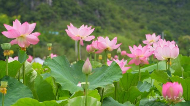 贵州以花为媒 绽放“美丽经济”