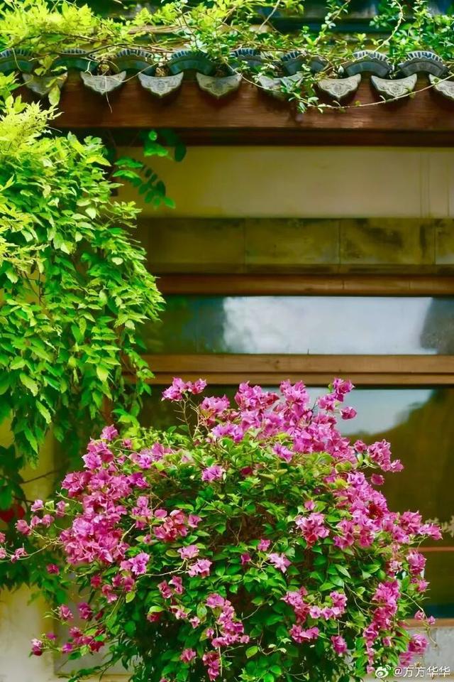 怎么能错过秦淮的秋天呢？