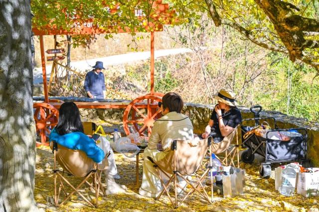 现存数量最多！赏银杏就来珠峰村