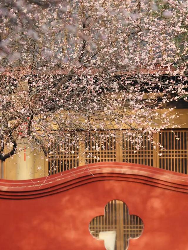 已开！成都怎么提前过上“春天”了