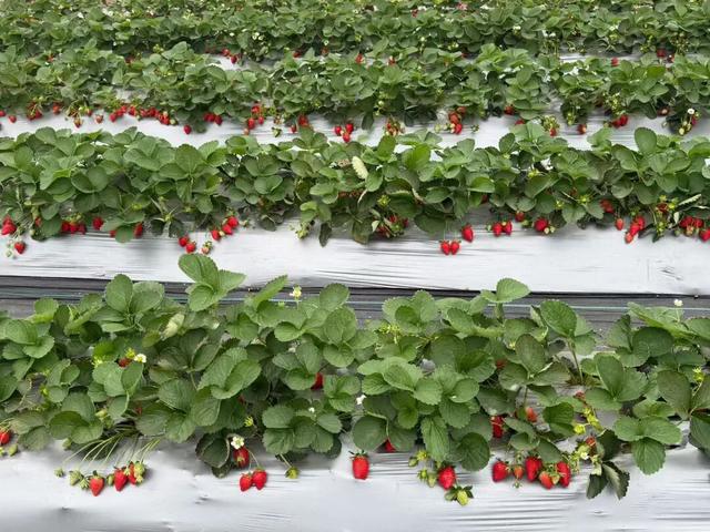 福利来袭！北部湾花卉公园赏花“免费”啦，摘莓赏花双重乐