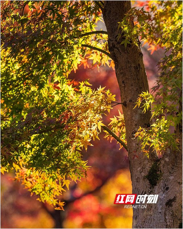 潘华摄影作品：漫步永州蓝山谷 邂逅湘江源头的层林尽染