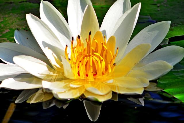 海南三亚：冬季莲花令人赏心悦目