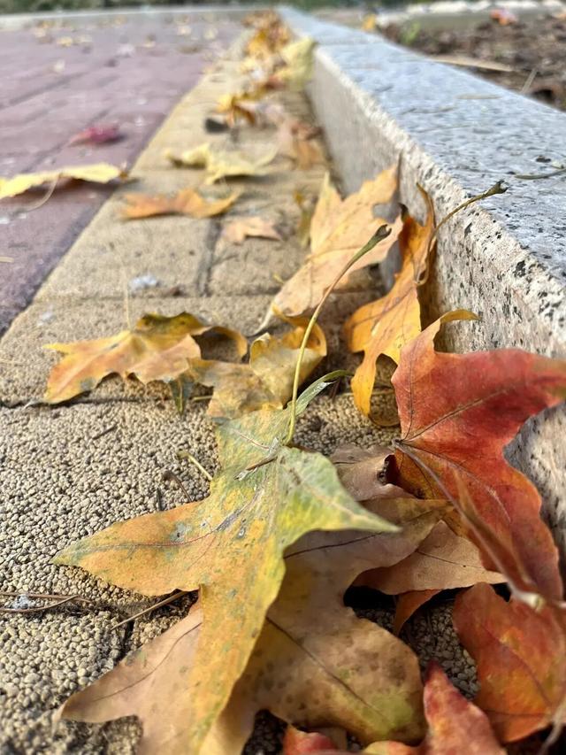 看！市北的深秋落在了地上！快来捡个秋