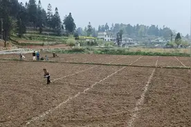 开阳县紫兴街道：蜜本南瓜种植忙 奏响“甜蜜事业”新乐章图片