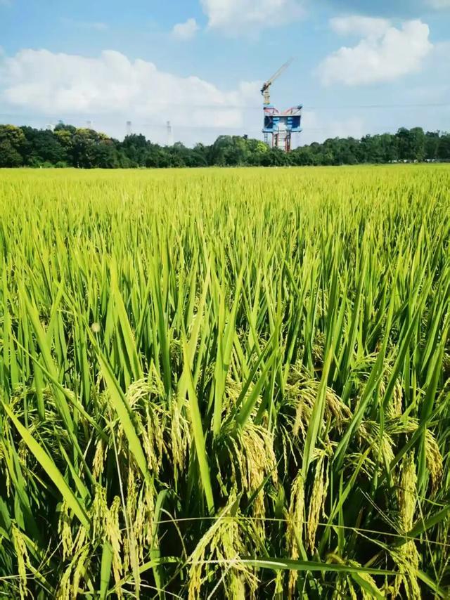 天府新区「村咖指南」