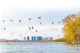 平顶山地名故事｜白龟山的传说图片