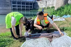 多地鱼类最新监测：鳤20余年首现赣江，泸州一网捞起67条长江鲟图片