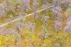 春日“花”劫：中国花粉症城市地图与生存指南图片