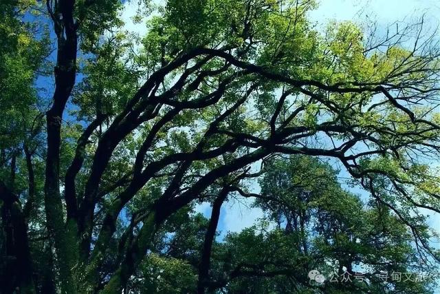 本地人力荐的半日宝藏打卡地！来寻甸自由“森”呼吸~