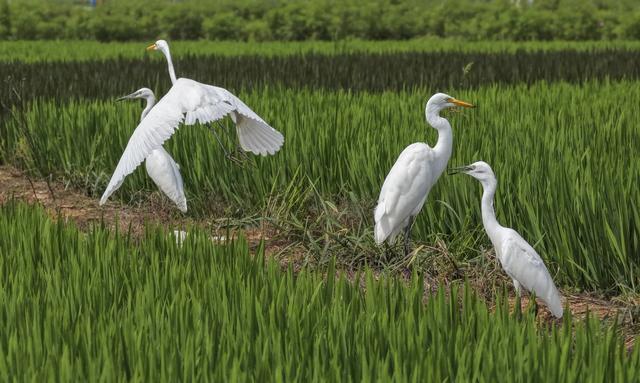 河北遵化：景观稻田现白鹭