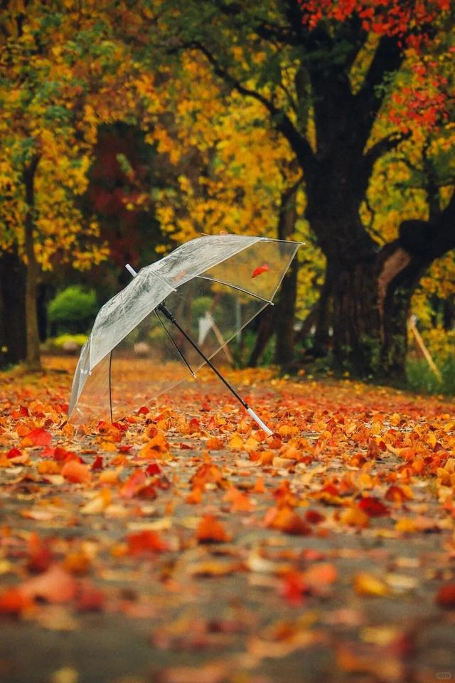 南京这里，美到刷屏了！