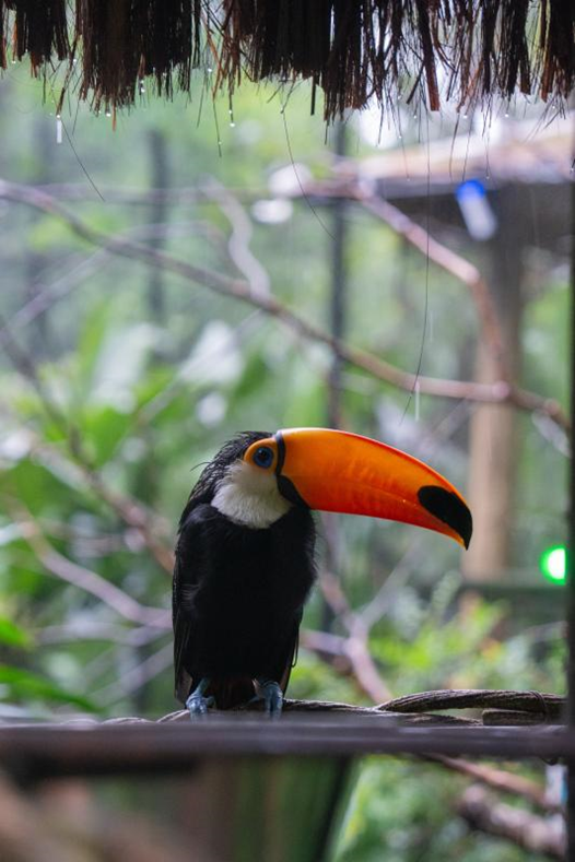 巴西加码吸引中国游客 多措并举打造“安心游”