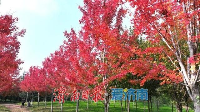 快来打卡公园景区秋色图鉴