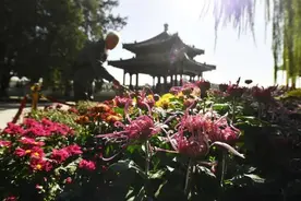 北海公园菊花展今日开幕 1.5万余盆菊花竞相绽放图片