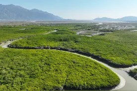 福建云霄：推进湿地生态保护与修复 打造美丽生态岸线景观图片