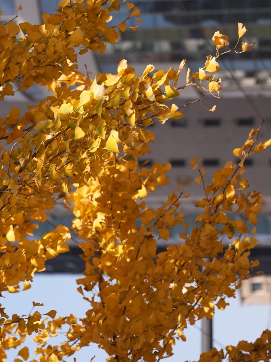 别错过，用Citywalk感受落叶的浪漫→