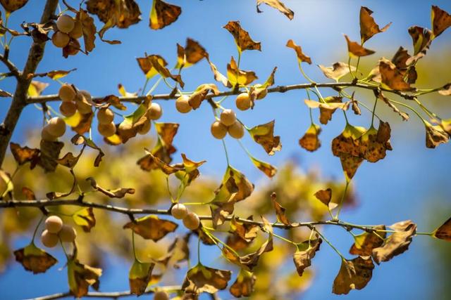 又是一年秋好处