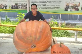 种出660斤的巨型南瓜！副中心的种子博士厉害了图片