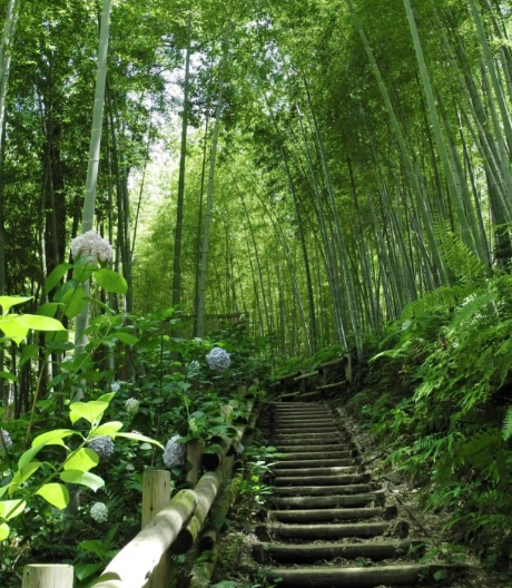 大悟：从“芷兰花开”到“村田水墨”，领略文旅新名片