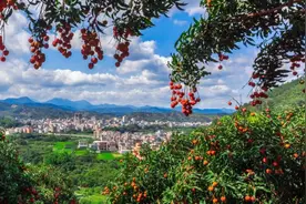 倒计时1天：走进“中国荔乡”茂名，探寻农交文旅商融合发展新模式图片