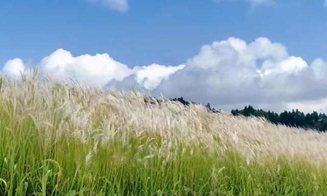 安逸四川 乐游绵阳 ‖ 秋风起，芦花漾！江油这抹秋日温柔，又到了最美的时候