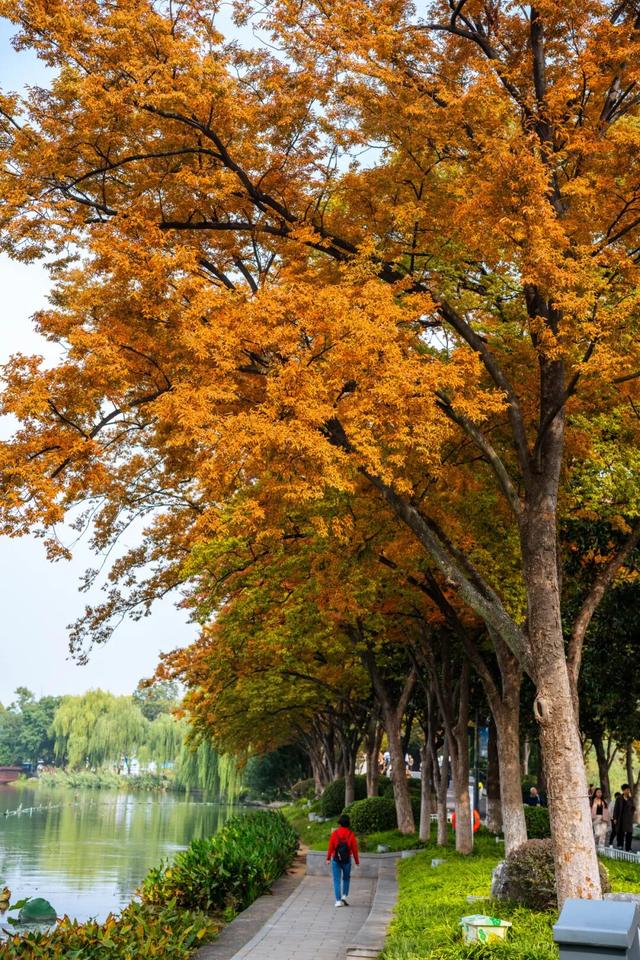 秋意渐浓，玄武湖台菱堤已“上妆”