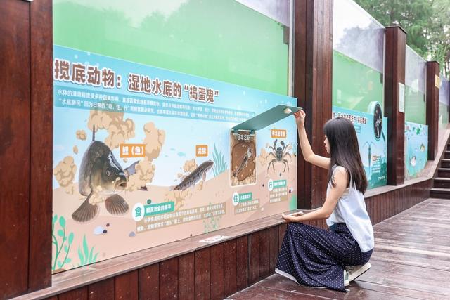 16块科普牌解锁生态密码 西溪湿地水下长廊焕新迎客