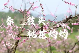 永州十场花事丨江华：春在枝头 桃花灼灼图片