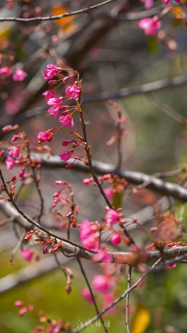 直冲20℃！武汉樱花开了