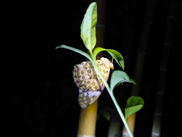 福利丨温榆河夜溯溪流与昆虫探秘活动招募