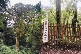 突然爆红的哀牢山究竟什么样？这些上海市民曾去过图片