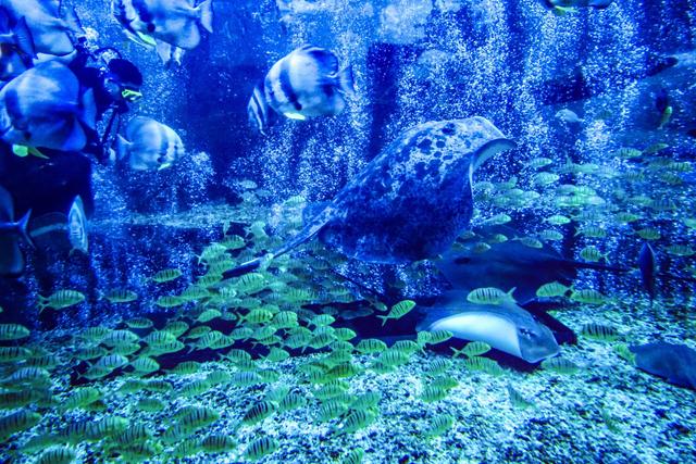 春节遛娃好去处 石林冰雪海洋世界推出2月限定梦幻灯展夜场