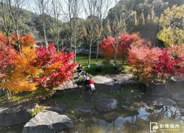 色彩斑斓！福州迎来红叶季