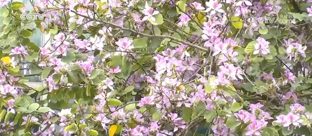 把春天的欢乐气息带进每一寸花田 赴一场限定春日浪漫