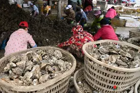 生蚝产业提质发展迎新机图片