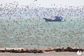 厦门：碧海蓝天现“鸟浪”图片