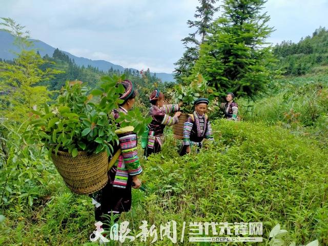 瑶族传统技艺掀体验热：从江瑶族村寨国庆期间一房难求