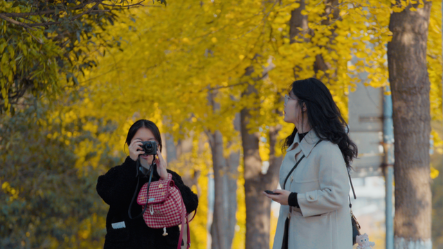 落叶缓扫！在什邡邂逅初冬的“杏”好时光