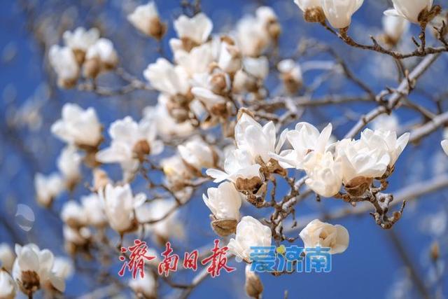 一年四季 泉在济南丨暖阳催花绽！泉城广场玉兰花悄然盛开，邂逅早春浪漫
