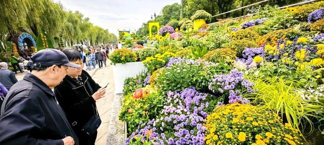 “巴公房子”立江畔，十大名菊传古韵！走过近70年的武汉菊展邀您来赏颜值品内涵